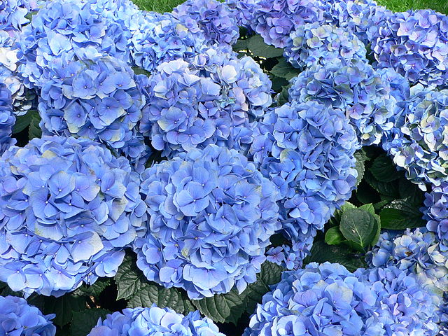 File:Hydrangea macrophylla - Hortensia hydrangea.jpg