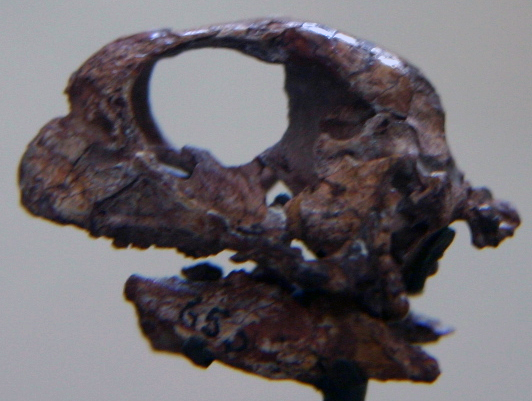 File:Psittacosaurus mongoliensis juvenile.jpg