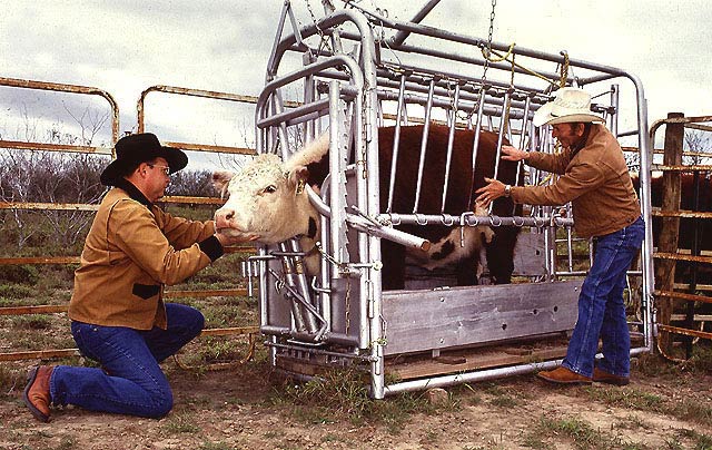 File:Cattle inspected for ticks.jpg