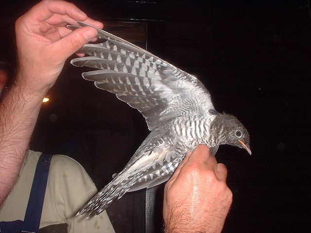 File:Kuckuck maennchen.jpg