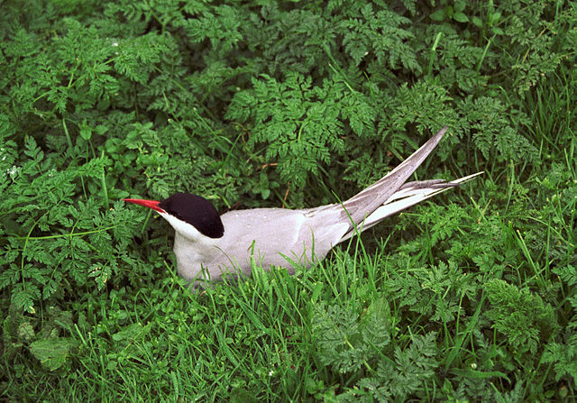 File:Smallarctern.jpg