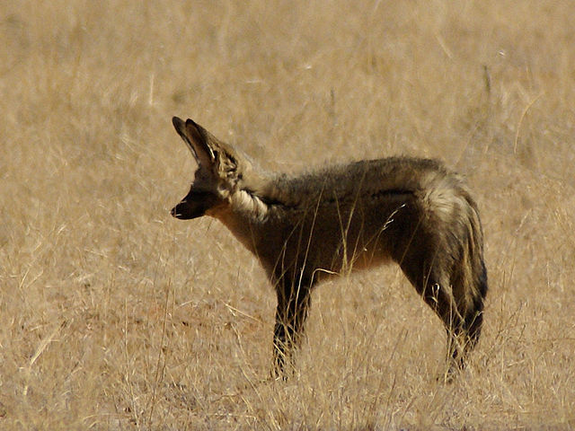 File:Otocyon megalotis (Namibia).jpg