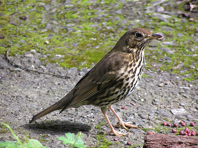 File:Song thrush.jpg