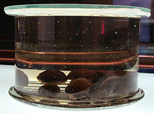 Seeds of a Dodo tree in a glass montr&eacute;