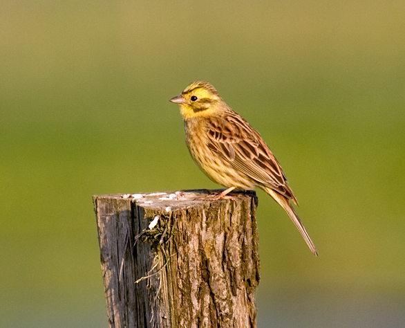 File:Yellowhammer.jpg