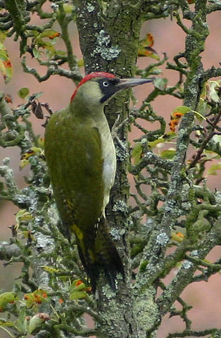 File:Gr&uuml;nspecht Picus viridis.jpg