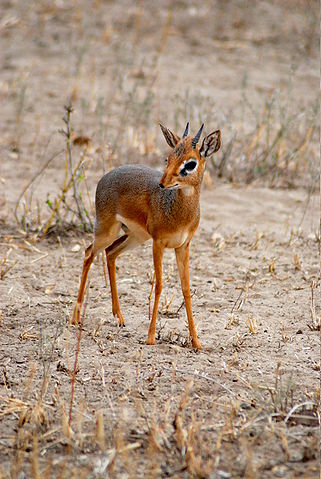 File:Dik-dik (male) -Tarangire National Park -Tanzania.jpg
