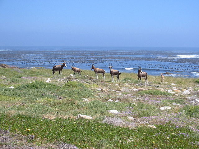 File:Bontebok-TW.jpg