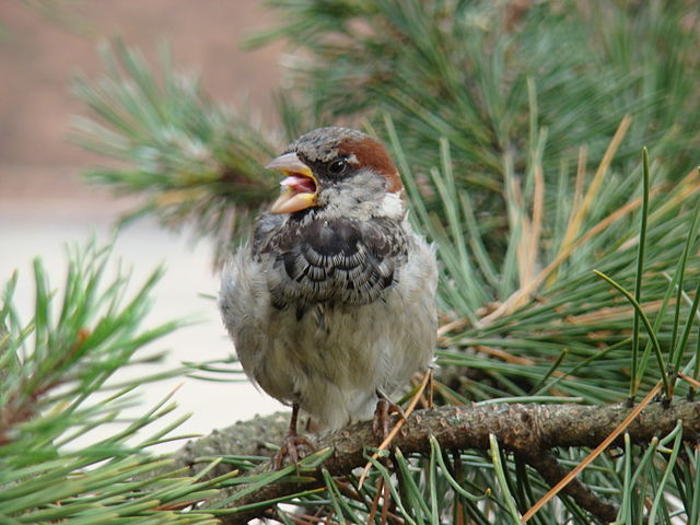 File:House Sparrow-Mindaugas Urbonas-7.jpg
