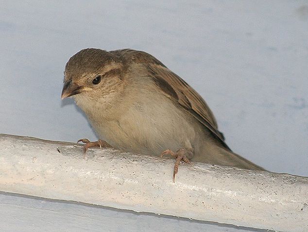 File:House sparrow (imm.) I IMG 6809.jpg