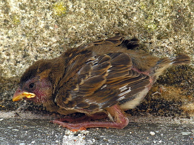 File:Gorri&oacute;n.passer.domesticus.chick.jpg