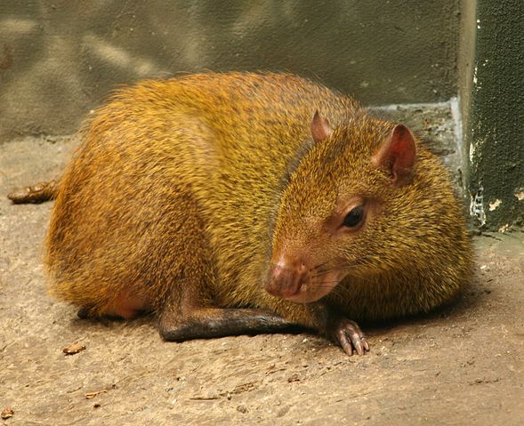File:Dasyprocta leporina - Buffalo Zoo.jpg