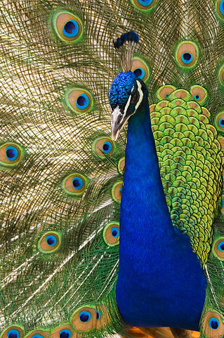File:Oregon zoo peacock male.jpg
