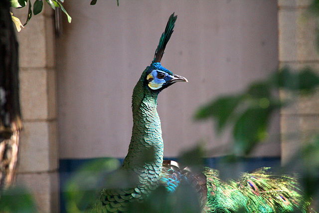 File:Green Peafowl Male.jpg