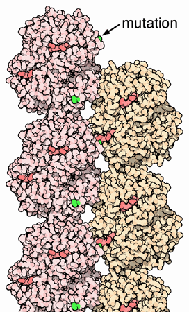 File:Sickle cell hemoglobin shortened.png
