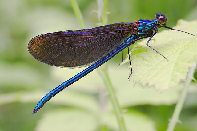 File:Calopteryx virgo male.jpg