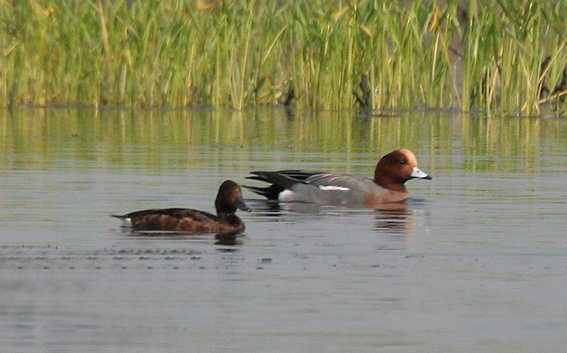 File:Ferruginous Pochard & Wigeon I2 IMG 1636.jpg