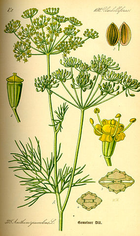 File:Illustration Anethum graveolens0.jpg