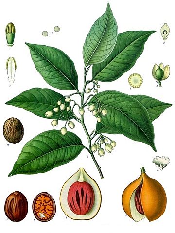 File:Myristica fragrans - K&ouml;hler&ndash;s Medizinal-Pflanzen-097.jpg
