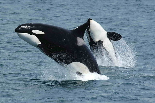 File:Killerwhales jumping.jpg