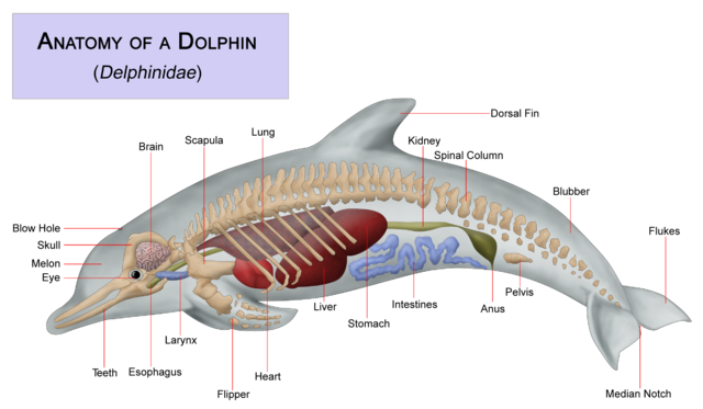 File:Dolphin anatomy.png