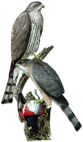 File:Accipiter striatusDO1908P02CA.JPG