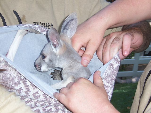File:Baby kangaroo.JPG