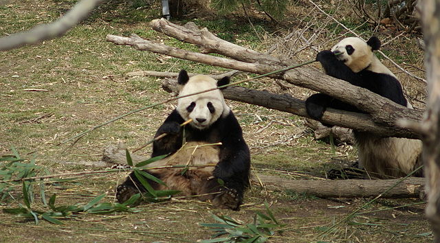 File:Pandas eating bamboo Washington Zoo.JPG
