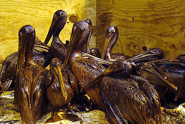 File:Gulf-Oiled-Pelicans-June-3-2010.jpg