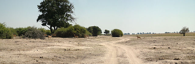 File:Chobe National Park Riverfront Tracks.jpg