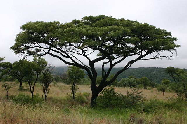 File:Burkea africana00.jpg