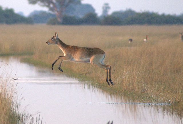 File:Flying-Antelope-Okavango.jpg