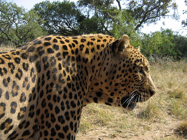 File:Leopard-Kruger-SouthAfrica-2005.JPG