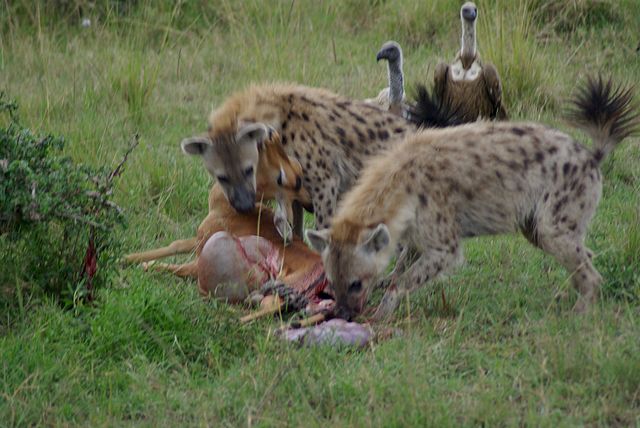 File:Hyenas at stolen impala kill.jpg