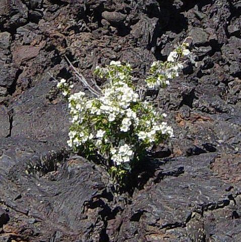 File:Syringa in North Crater lava flow crack2.jpeg