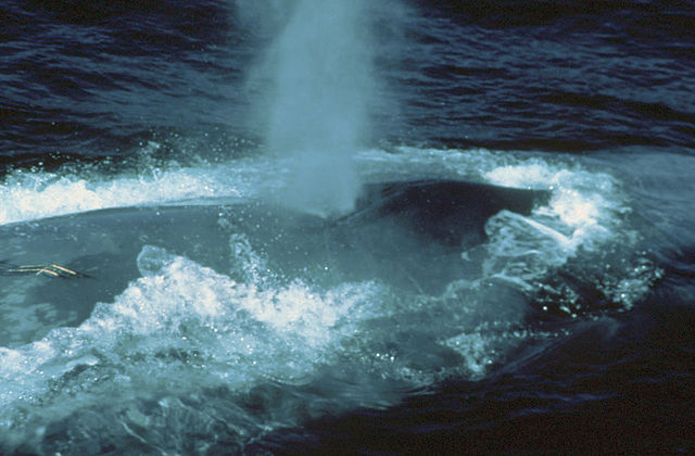 File:Bluewhale 300.jpg