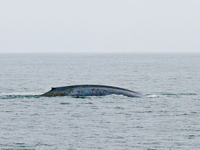 File:Blue Whale (Balaenoptera musculus) Mysticeti baleen whale.jpg