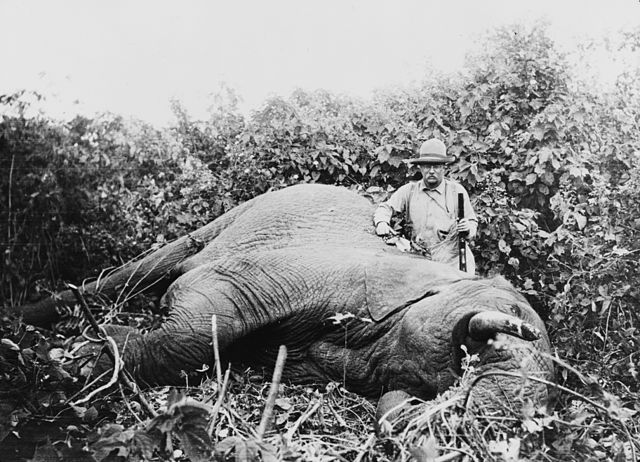 File:Roosevelt safari elephant.jpg