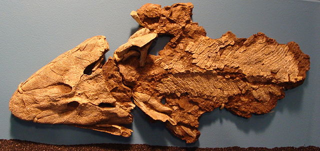 File:Tiktaalik Chicago.JPG