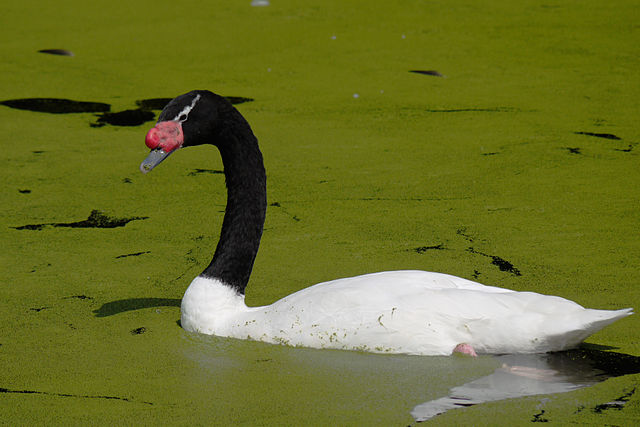 File:Black-necked swan 745r.jpg