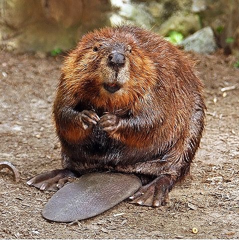 File:American Beaver.jpg