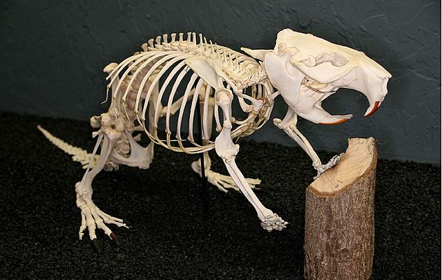 File:Beaver skeleton.jpg
