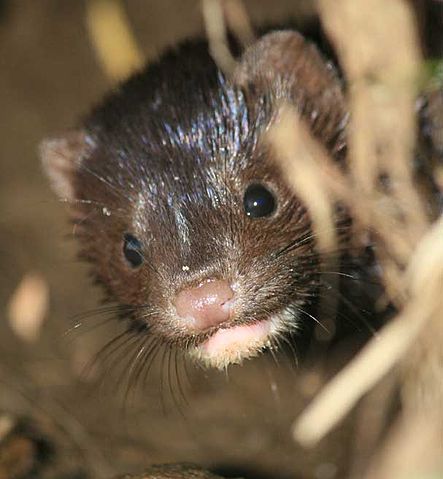 File:Mink returns to Alhambra Creek Cheryl Reynolds Courtesy Worth a Dam.jpg