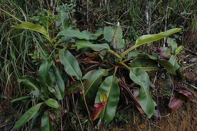 File:Kinabalu Mesilau N. rajah upper pitcher plant 2.jpg