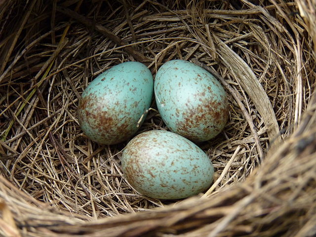 File:Blackbird nest with 4 eggs.jpg