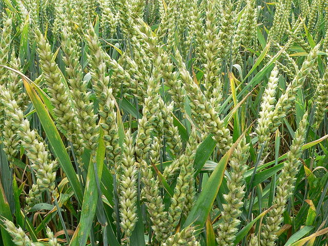 File:Wheat P1210892.jpg