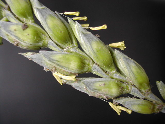 File:WheatFlower1.jpg