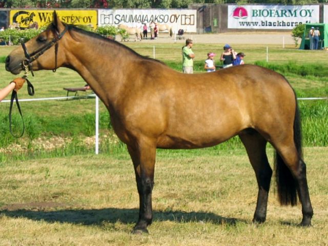 File:Connemara mare.jpg