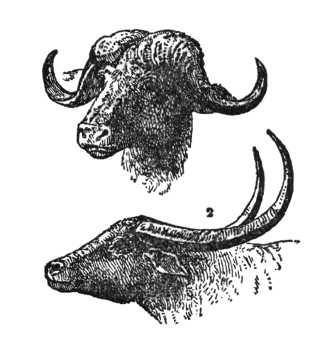 File:NSRW Buffalo.png