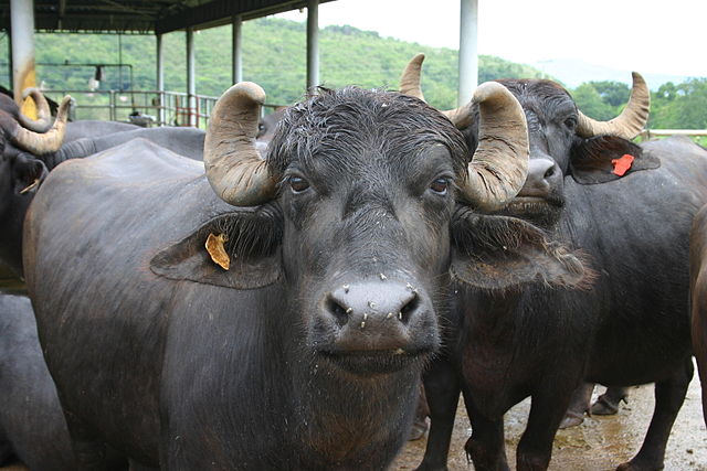 File:Murrah buffalo.JPG